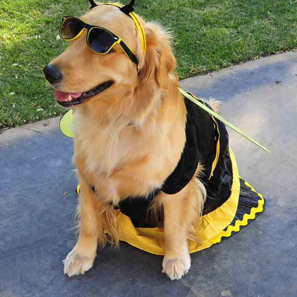 Pets Alive - El Paso Howl-O-Wine Costume Contest