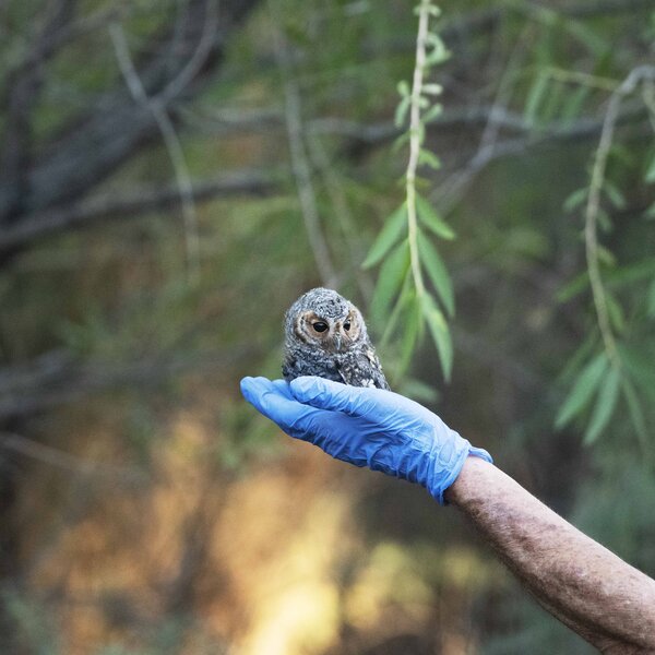 "Release of Flamulated Owl"