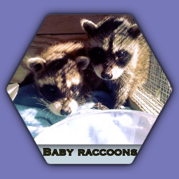 Baby Raccoons