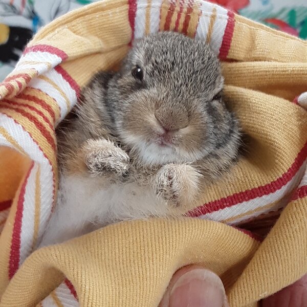 young cottontail 