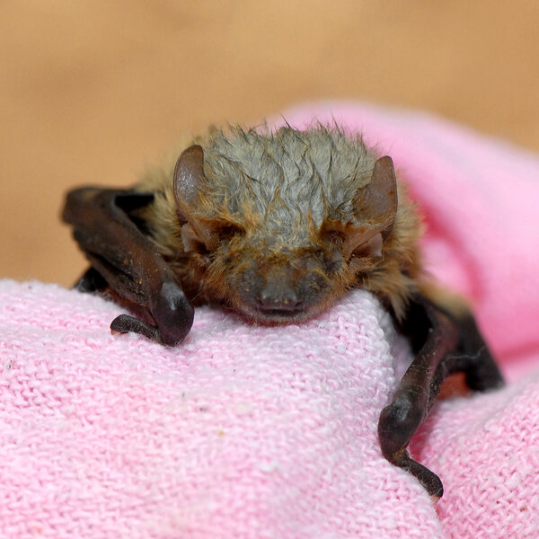 bat