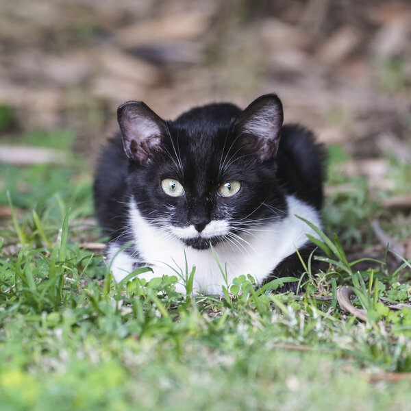 A friendly homeless male kitten, Suavecito, lounging in the grass before he was adopted into a loving home.