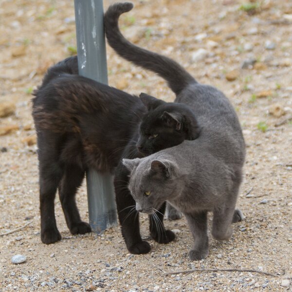 Two feral colony cats displaying their affection towards each other.