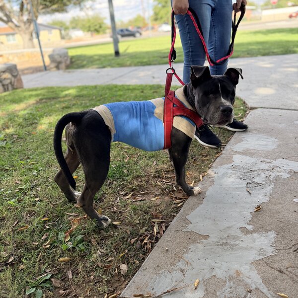Meet Nyla, a brave cruelty survivor who lost both of her eyes but never lost her will to live. ❤️🐾 Your generosity helps Law N Paws continue providing lifesaving medical care and second chances to rescues like Nyla.