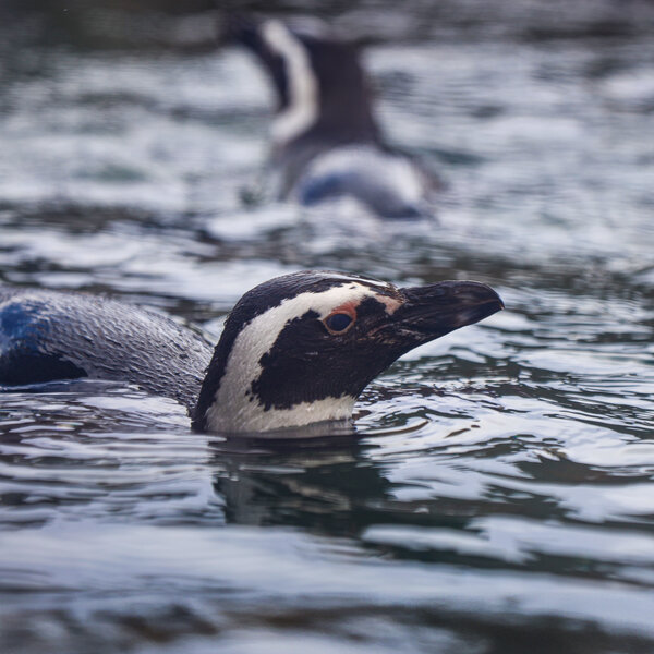 Magellanic penguins