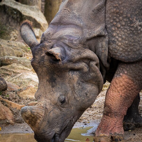 Taj, a greater one-horned rhinoceros