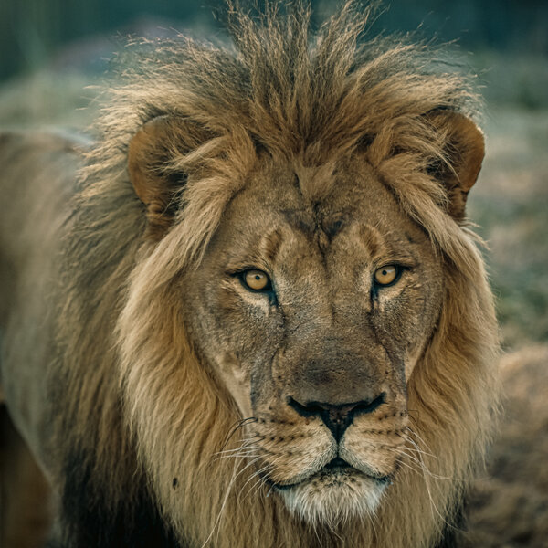 Hodari, King of Beasts, an african lion