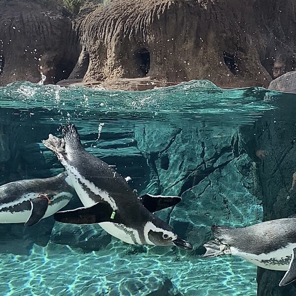 Penguin Oasis, magellanic penguins