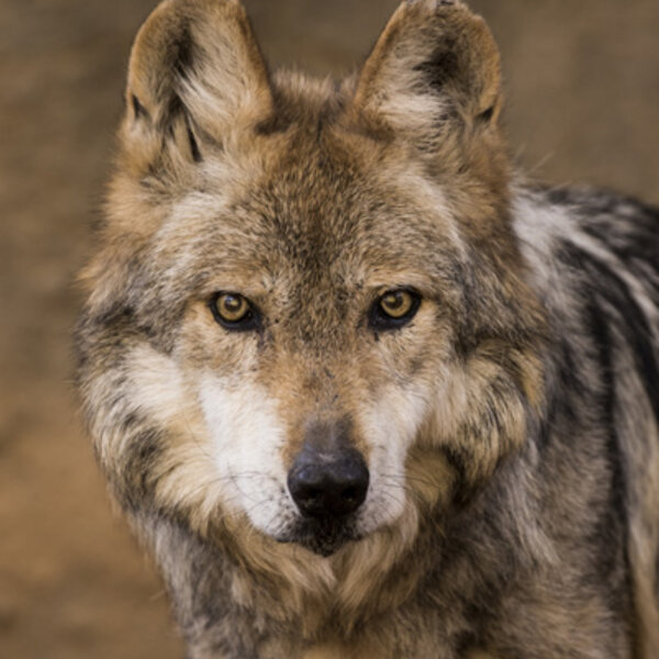 Mexican wolf