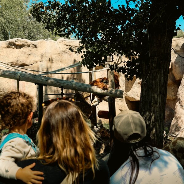 Family overlooking sumatran orangutans