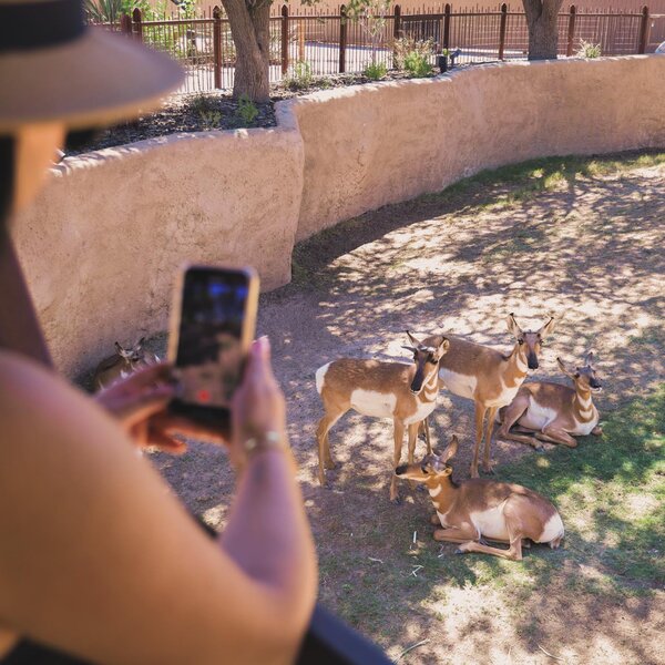Capturing peninsular pronghorns