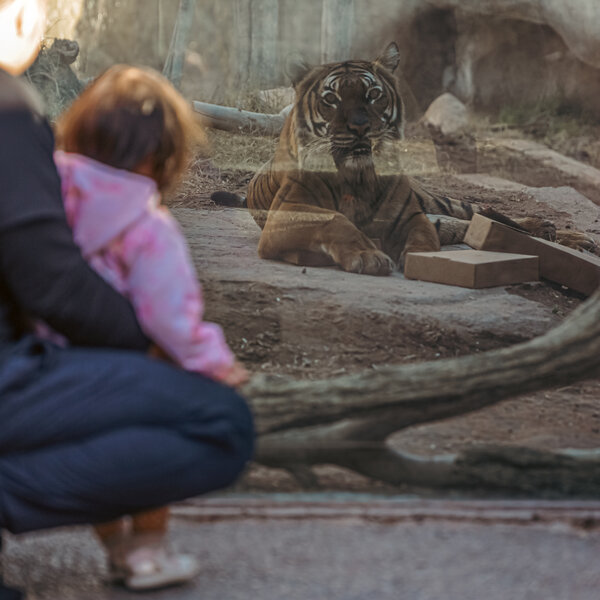 Close up with malayan tiger