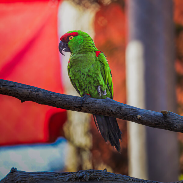 Thick-billed parrot