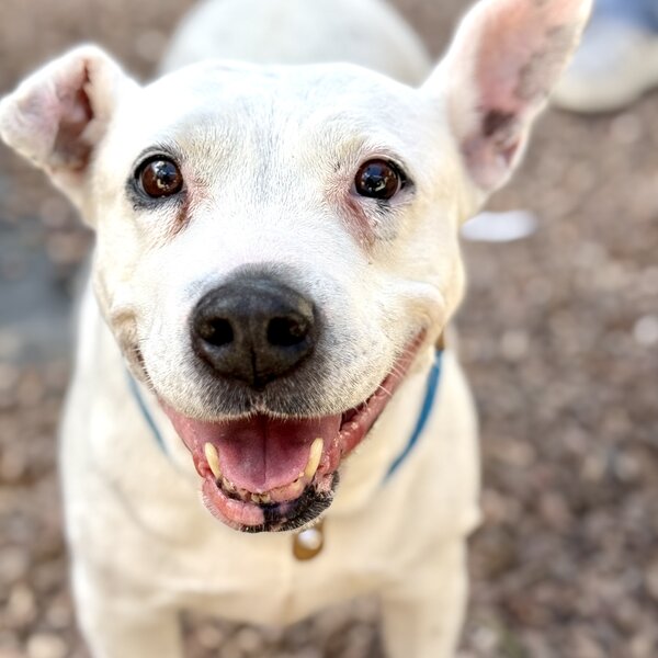 Meet Lettie! 💕 A sweet senior girl who survived horrific abuse at the hands of her owner. Despite her painful past, she still has so much love to give. ❤️ 