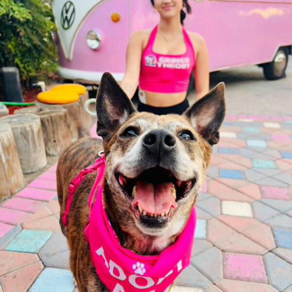 Hershey at Justice for the Paws event 