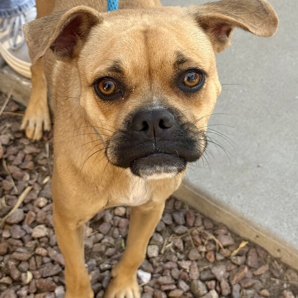 Meet Macy! 💕 A precious girl who survived horrific torture and abuse at the hands of her owner. Despite the cruelty she endured, Macy is getting a second chance at life with Law N Paws, where she is finally safe, loved, and cared for. ❤️🐾