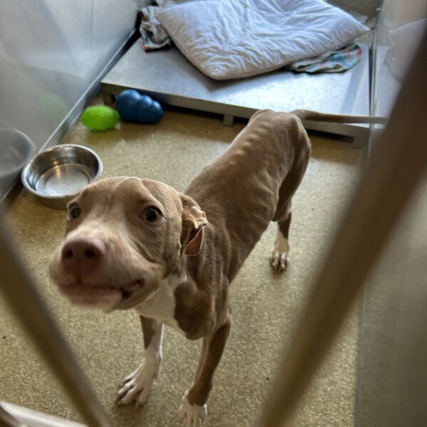 Bindi recovering from a starvation case 