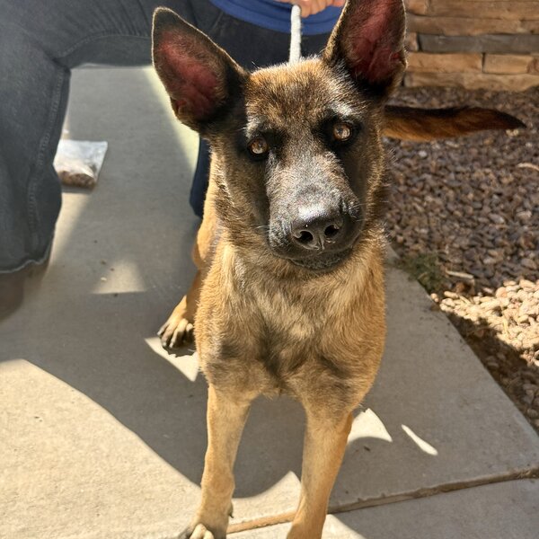 Meet Raven! 💕 This sweet girl was found wandering downtown El Paso, severely emaciated and infested with ticks. Despite the neglect she endured, Raven has the sweetest personality and so much love to give. She is now safe, healthy, and ready for the loving forever home she deserves! ❤️🐾