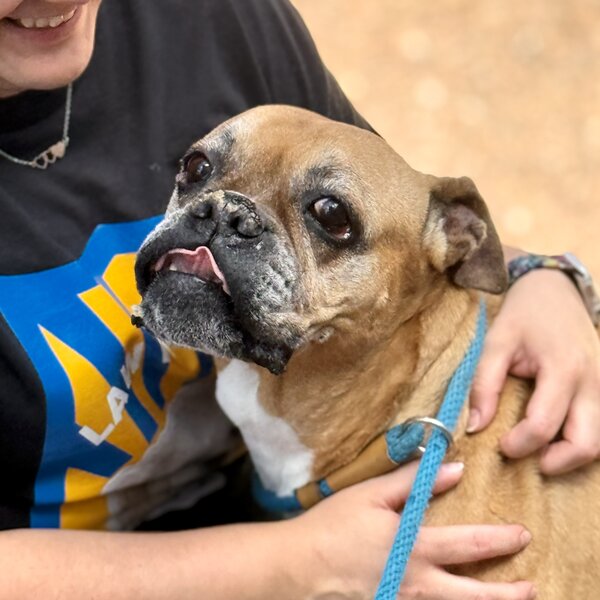 Meet Peri! 💕 This sweet girl was found abandoned and severely emaciated, left to fend for herself. Despite the neglect she endured, Peri now has a second chance at life, surrounded by love and care. She deserves nothing less than a beautiful future! ❤️🐾