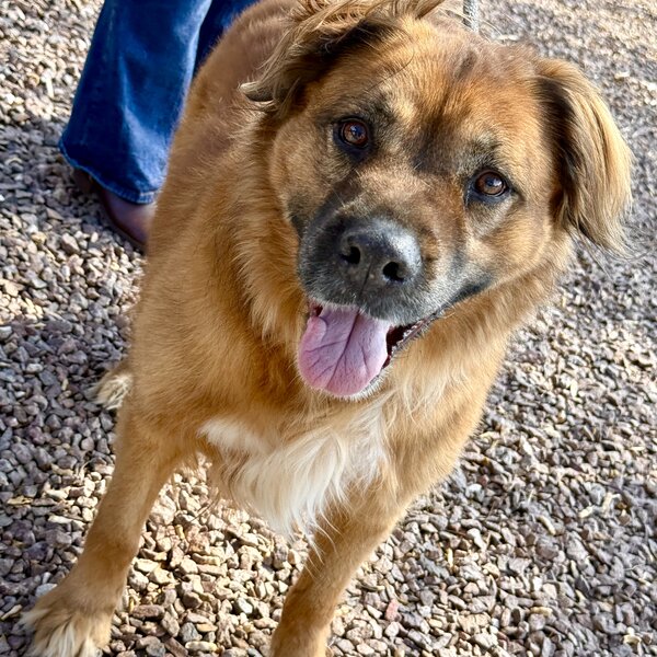 Meet Scruffy! 💙 This sweet senior boy is still waiting for his forever home. 🐾 Despite his age, Scruffy has so much love left to give! He needs a loving home where he can be the only dog and enjoy his golden years surrounded by comfort, kindness, and love. ❤️