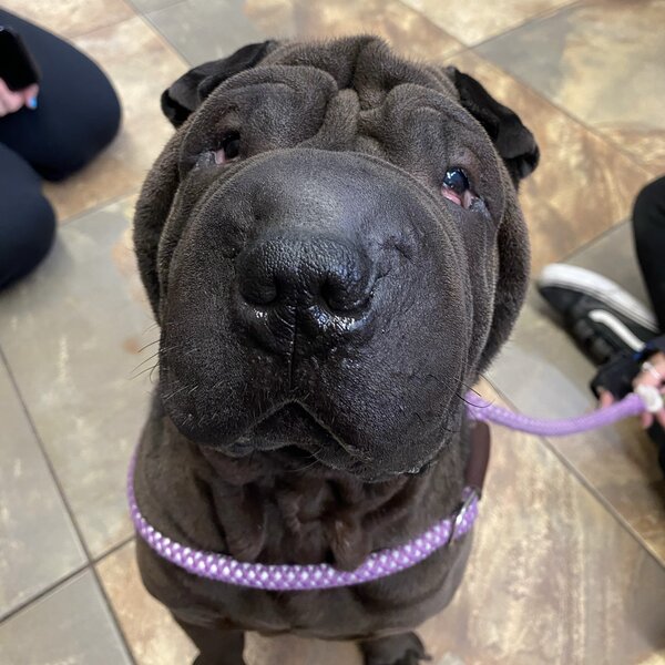 Meet Nelson! 💙 A sweet cruelty survivor who suffered severe neglect, painful eye and skin infections, and attacks by other dogs. Despite everything he endured, Nelson is finally safe and receiving the love and medical care he desperately deserves. ❤️🐾