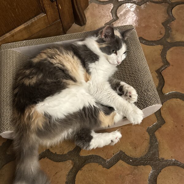 Callie was a rescued cat that was abandoned and had been living in a feral colony for months. She was spayed, vaccinated and microchipped and is in a loving forever home.