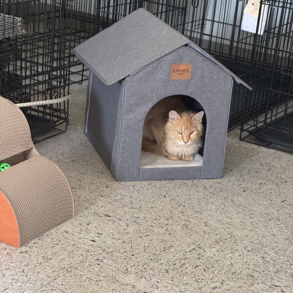 Cinnamon, a friendly 10 year old abandoned cat found in a feral colony. She is in now living happily in her forever home and has been TNR'ed and given medical attention for an eye injury.