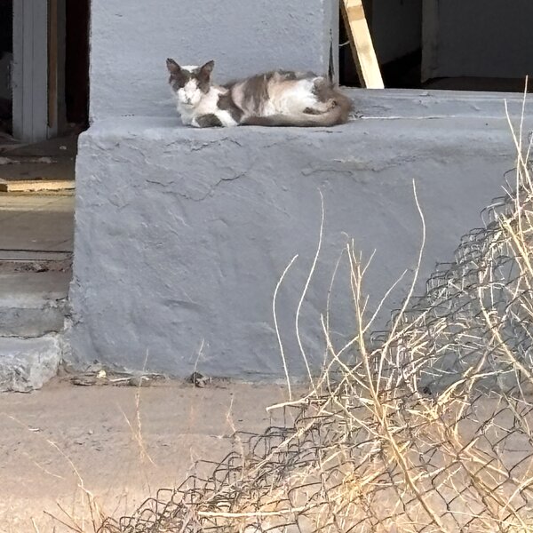 Callie, before she was rescued.