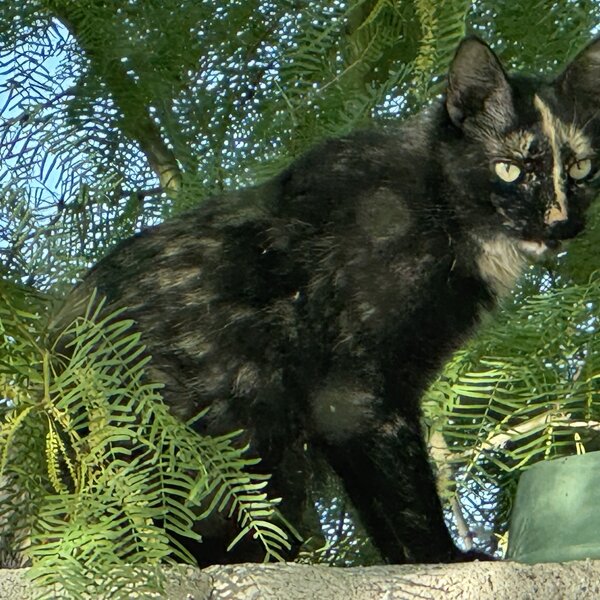 Feral cat waiting to be fed. 