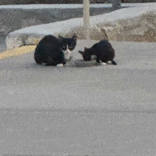 Mother cat and her baby eating .