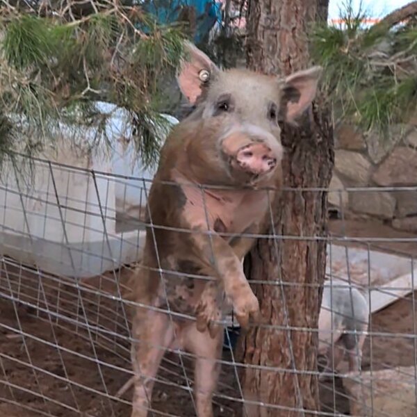 Five pigs came into our rescue after suffering severe malnourishment and neglect. They were completely starving, with their bones visibly showing through their skin. They had been crammed into a small, overcrowded space and forced to live surrounded by their own waste. They are now happy and thriving at the sanctuary, learning to trust humans, and discovering what it means to be loved.