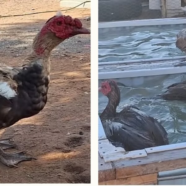 This flock of beautiful bronze Muscovy ducks came to us after experiencing significant neglect. Despite being waterfowl, they had never been given access to a proper water source. Their feathers were brittle and broken, and the natural waterproofing that helps protect ducks from illness, infection, and harsh weather was nearly gone. When they arrived, we introduced them to our duck pool. Within minutes, everything changed. They splashed, played, and bathed as if they had been waiting their entire lives for that moment. Watching them enjoy the water for the first time was a powerful reminder of how something so simple can mean everything.