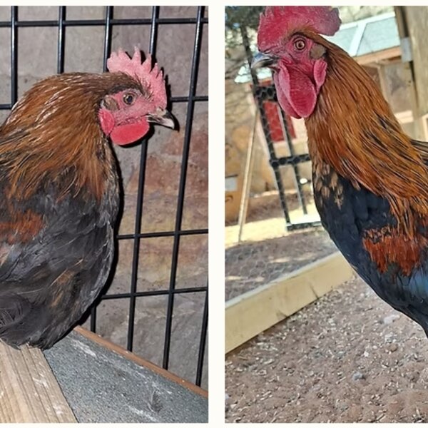 This rooster was rescued from a severe hoarding situation where resources were scarce and survival meant constant competition. When he arrived, more than half of his feathers were gone, his tail was missing entirely, and his skin was injured and bloodied. With consistent care, safety, nutrition, and time to recover, he slowly transformed into a proud, healthy, and absolutely beautiful rooster!