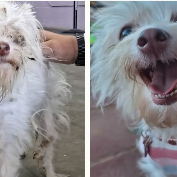 This sweet girl arrived after suffering from severe neglect. Her fur was painfully matted from head to toe, pulling tightly at her skin and making even simple movement uncomfortable. During her veterinary exam, it was discovered she was also suffering from a serious uterine infection and was only days away from losing her life. With urgent medical care, grooming, and a safe place to recover, she began her journey back to health. Today she is a beautiful, spunky, and wonderfully silly girl who reminds us every day how resilient animals truly are.