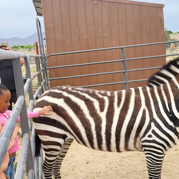 Learning about and caring for exotic animals