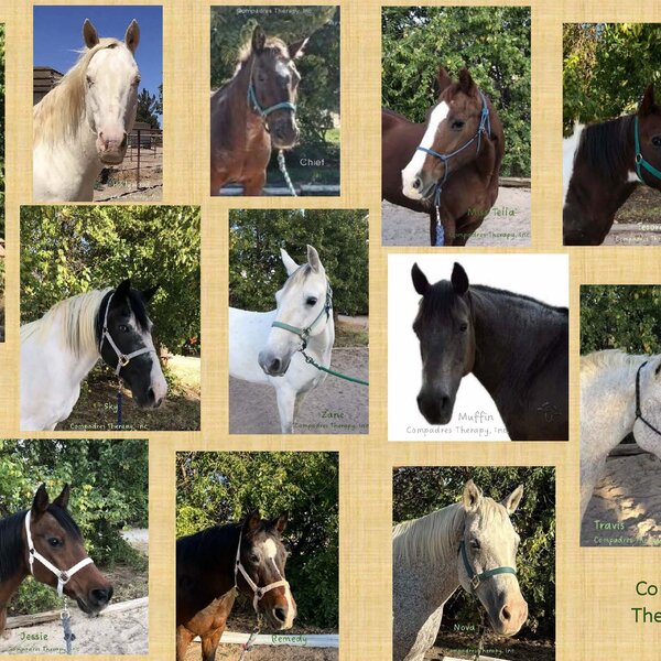Compadres Therapy, Inc. Therapy Horse Herd 2026
