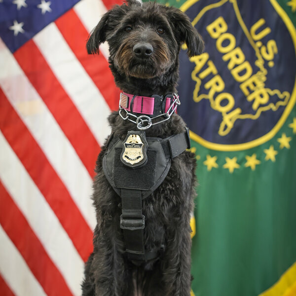 Chloe became the very first rescue dog to graduate from the U.S. Border Patrol Canine Center El Paso as a Critical Incident Response K9 on May 15, 2026. Chloe is stationed in Baton Rouge,LA.