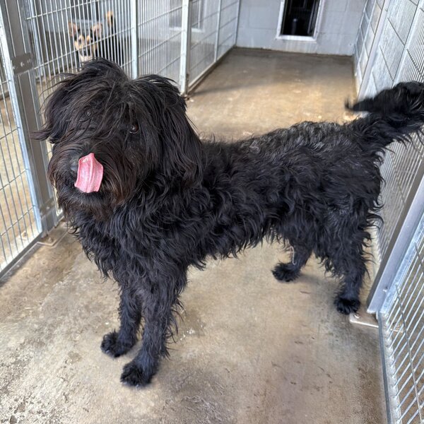 Chloe is a 3 year old Poodle/Schnauzer mix who was found as a stray in Deming, NM. She was in a high kill shelter in Deming prior to coming to Animal Rescue League of El Paso in February 2026. Shortly thereafter she was evaluated and accepted into the U.S. Border Patrol Canine Center CIR program.