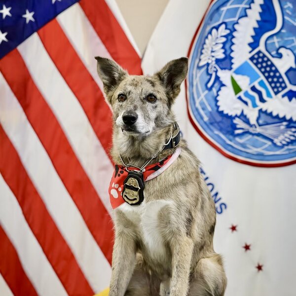 Hercules was also in a high kill shelter prior to coming to ARL. Hercules graduated as a Critical Incident Response K9 on September 26th and is stationed in Tucson, AZ.