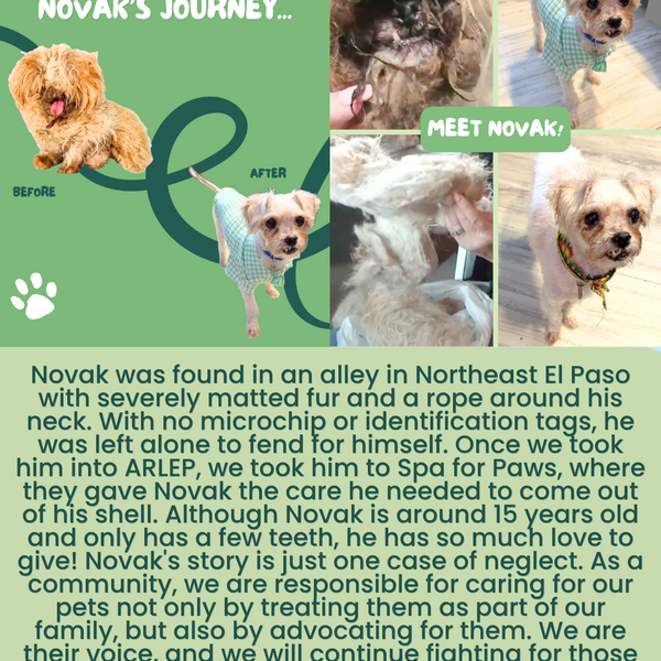 In 31 years of rescue, Loretta Hyde said Novak's matted condition was the worse she had ever seen. It took Spa for Paws and Loretta four hours to get this 10 year old baby out from under the thick, nasty smelling mass that used to be his coat. Novak is still at ARL waiting for a family of his own.