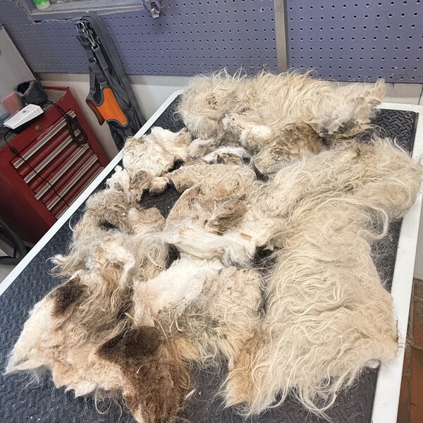 This is the coat Novak, was trapped beneath when he came to us. 