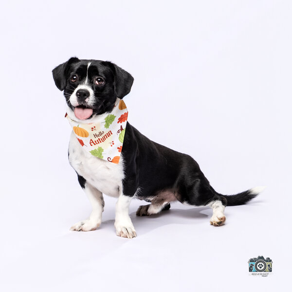 Humane society shoot 