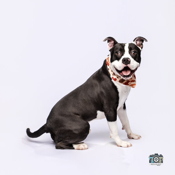 Humane society shoot 