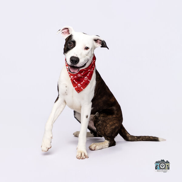 Humane society 
