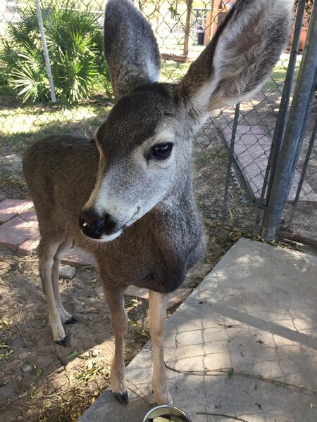 Second Chance Wildlife Rescue
