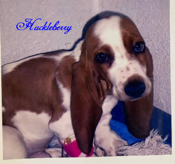 Huckleberry Hound Dog Rescue of El Paso